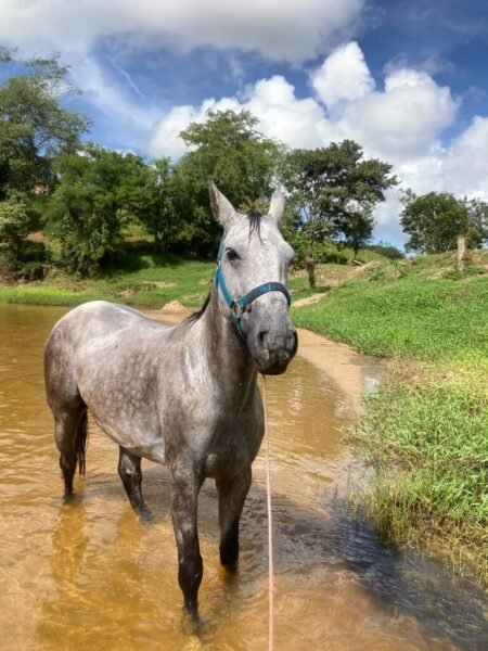 Potro quarto de milha grande e forte