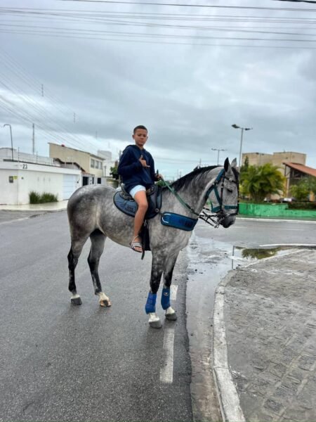 Potro quarto de milha grande e forte