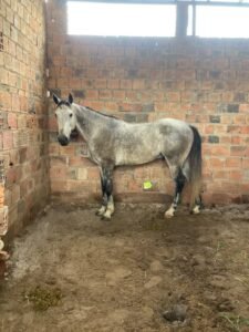 Potro quarto de milha grande e forte