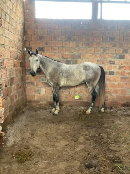 Potro quarto de milha grande e forte