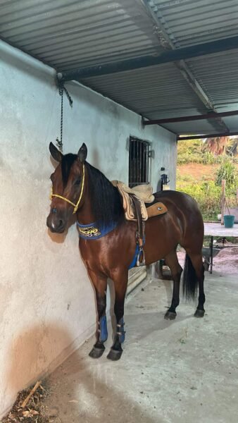 Potra quarto de milha um tanque de egua !