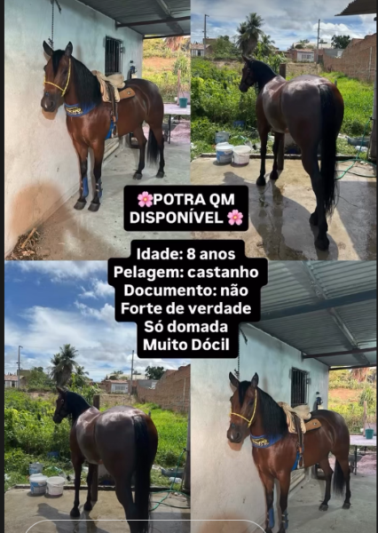 Potra quarto de milha um tanque de egua !