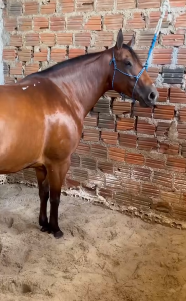 Potra quarto de milha um tanque de egua !